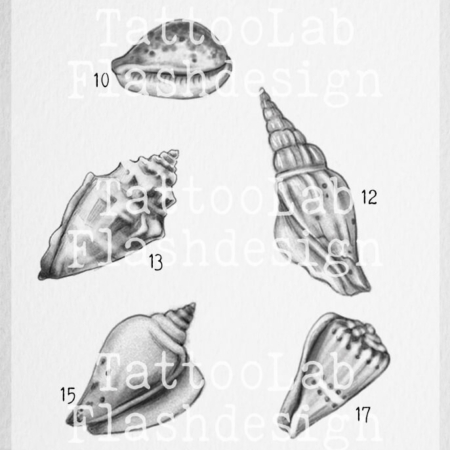 Kleine tattoo ontwerpen van schelpen in illustratieve stijl