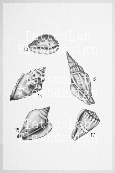 Kleine tattoo ontwerpen van schelpen in illustratieve stijl