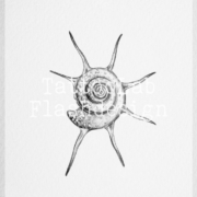 Tattoo flash van een schelp in illustratieve stijl