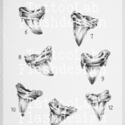 Tattoo ontwerpen van een illustratieve haaientand