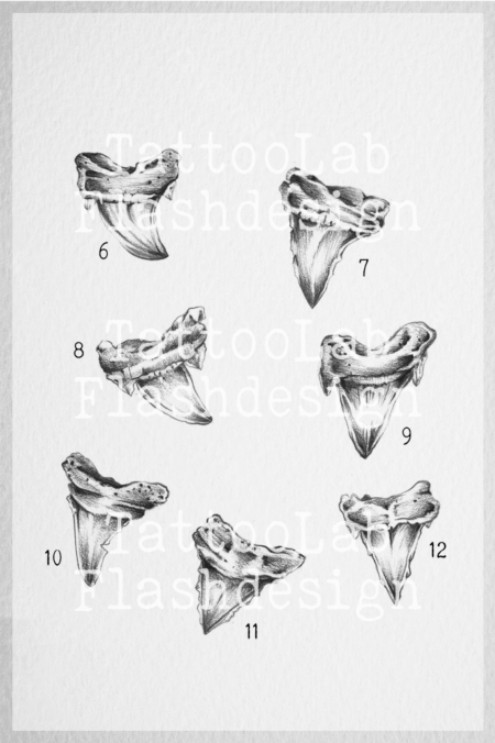 Tattoo ontwerpen van een illustratieve haaientand