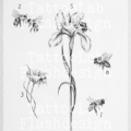 Tattoo ontwerp van een bij in illustratieve stijl
