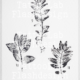 Dotwork tattoo design van een botanische prints